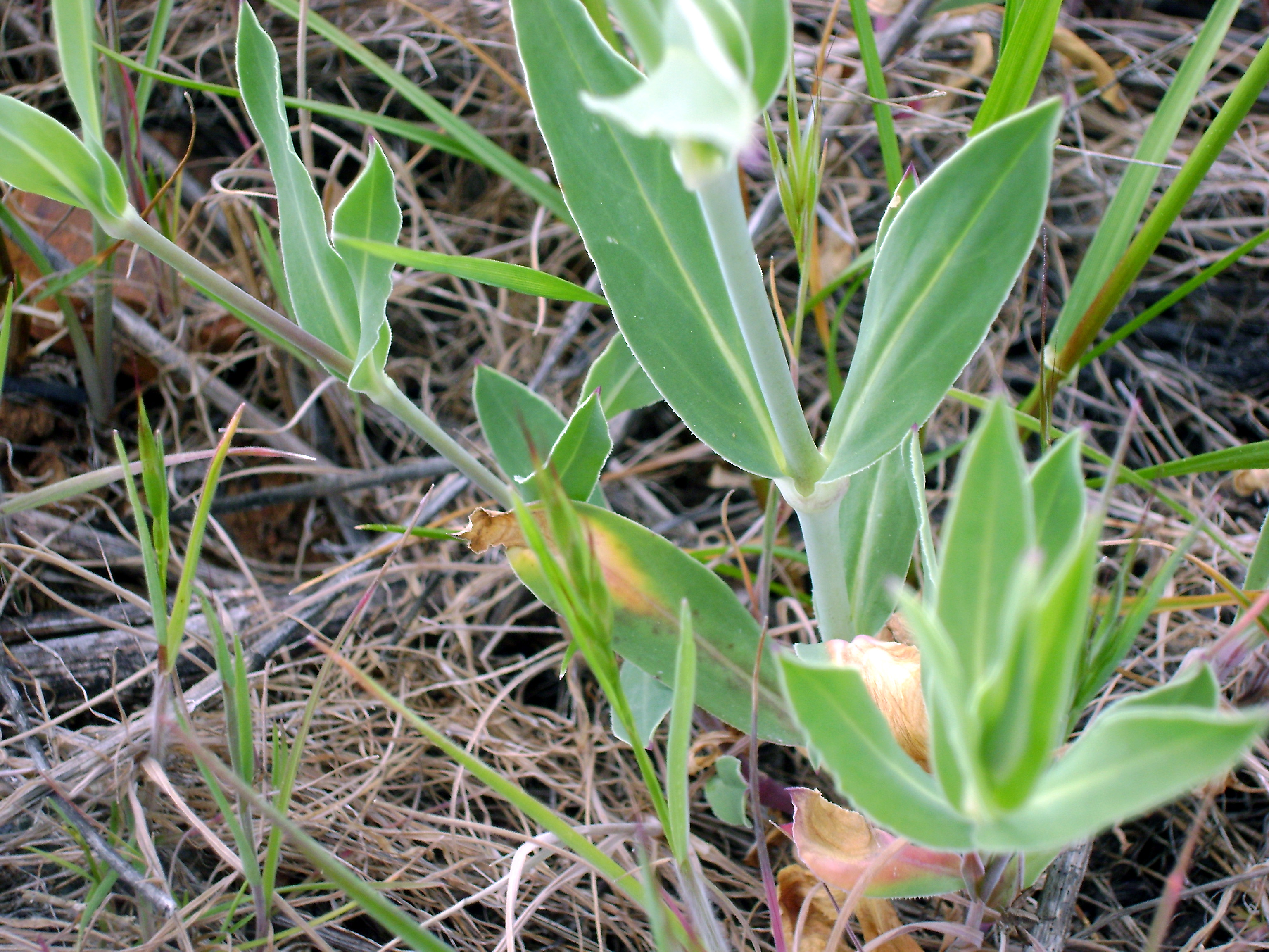 سیلن ولگاریس